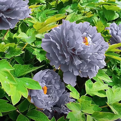 Rare Black Peony Seeds
