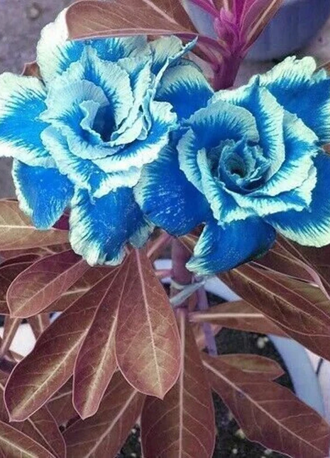 Blue Desert Rose Seeds