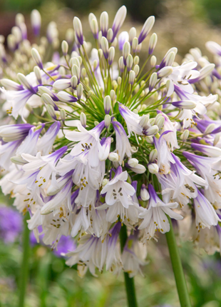 🎁New Year Sale🎁Agapanthus africanus 'Fireworks'