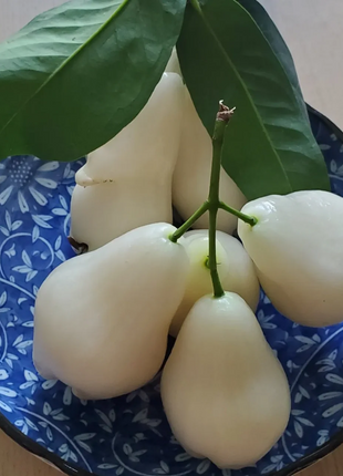 White Jade Lotus Mist Seed🍹