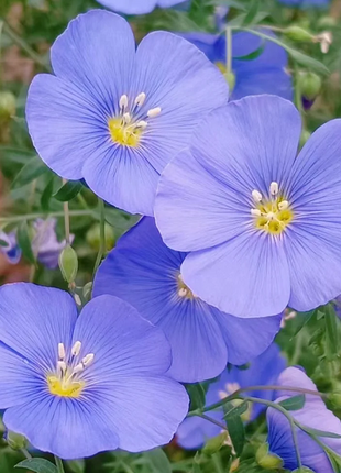 Perennial Blue Flax Seeds, Linum Perenne