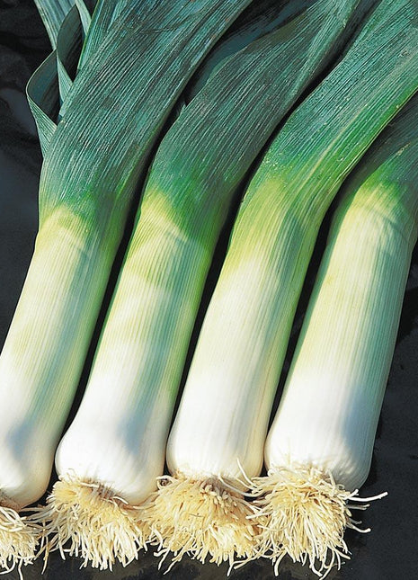 Leek Comanche F1 Organic