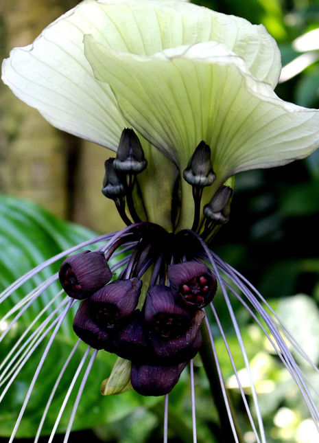 Rare Exotic White Bat Flower Seeds | Tacca Integrifolia