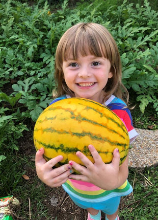Watermelon, Red in Gold Hybrid, Golden Midget Watermelons