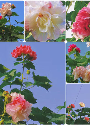 Color-changing Hibiscus Flower Seeds