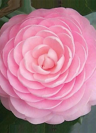 Camellia japonica seeds