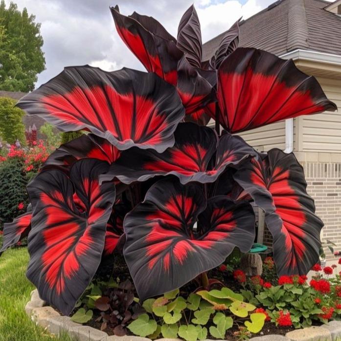 800 Pcs Hosta Seeds | Hardy Green Perennials for Shady Gardens, Easy-Care Borders & Lasting Landscape Beauty