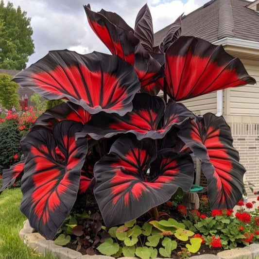 800 Pcs Hosta Seeds | Hardy Green Perennials for Shady Gardens, Easy-Care Borders & Lasting Landscape Beauty