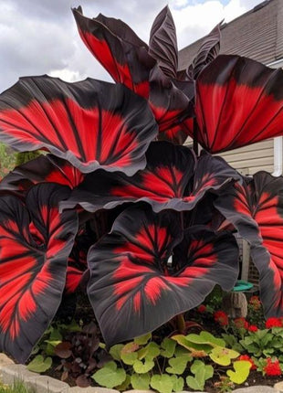 800Pcs Hosta Seeds – Giant Elephant Ear Style Foliage | Lush Shade-Loving Perennial | Perfect for Borders, Walkways & Woodland Gardens | Fast-Growing, Low Maintenance & Eye-Catching Greenery