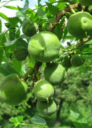 Xanthoceras Sorbifolia, Raintree Flower Seeds