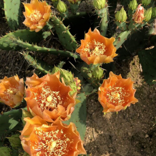 Edible Nopales Prickly Pear Cactus Seeds