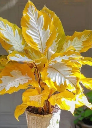 Kaleidoscope Caladium Plant