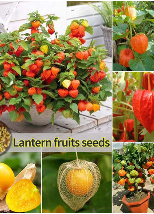 Physalis Peruviana Golden Berry Seeds Lantern Fruit Seeds