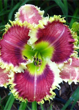 Daylily Hybrid Flowers Seeds, Hemerocallis Hybrid, 20pcs/pack