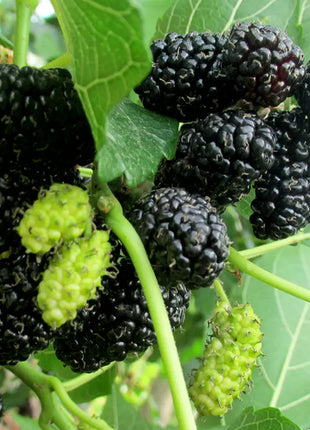 Black Mulberry Seeds