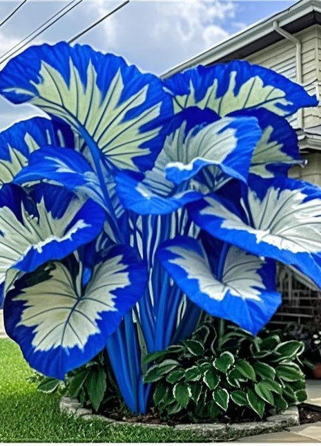 800pcs Mixed Hosta Seeds – Colorful Shade-Loving Perennials for Garden Borders & Landscaping – Easy to Grow, Perfect for Lush Green Spaces