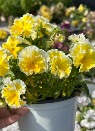 💐 Pansy Winter Elf Series - I Miss You Endlessly