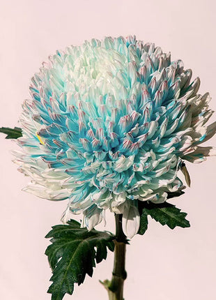 Blue Chrysanthemum Seeds, Rare Perennial Flower Plant