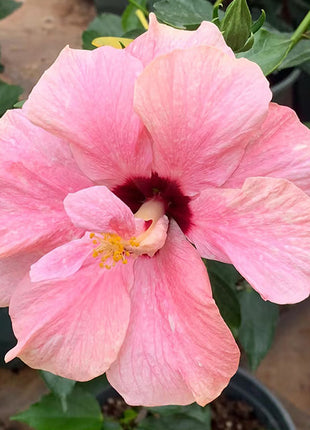 Mixed Giant Ombre Hibiscus Exotic Coral Flowers Seeds