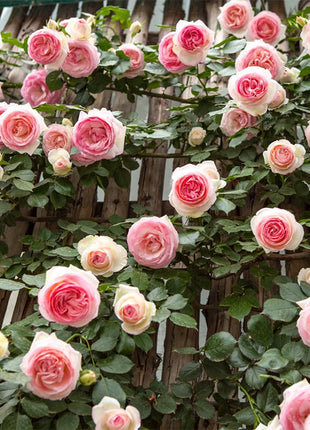 Mixed Angel Climbing Rose Seeds