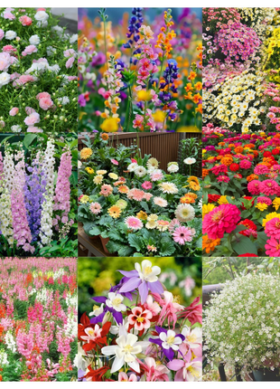 🌺Four Seasons Flowering Mixed Flower Seeds - Easy to Grow