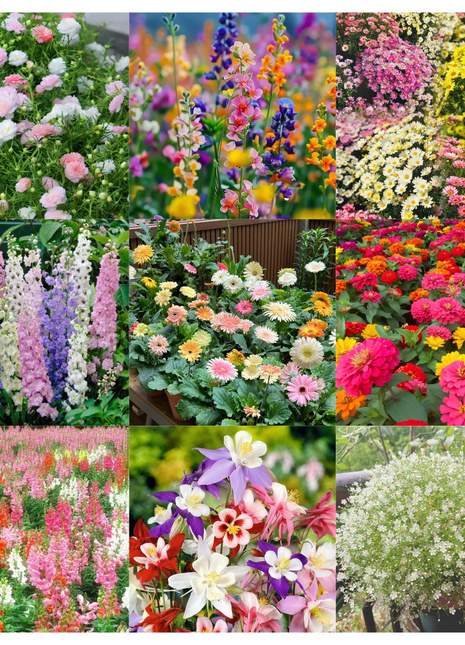 🌺Four Seasons Flowering Mixed Flower Seeds - Easy to Grow