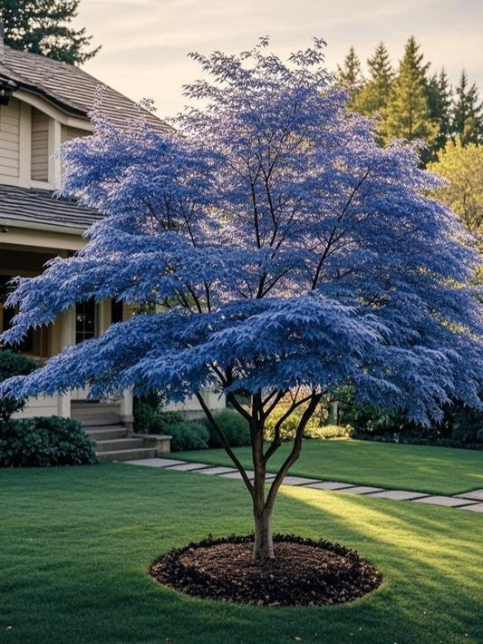 10Pcs Purple Japanese Maple Seeds – Grow a Unique, Elegant Tree with Stunning Deep Purple Foliage