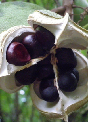 Xanthoceras Sorbifolia, Raintree Flower Seeds