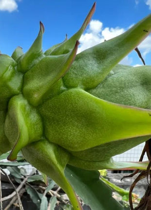 Multi-colored Dragon Fruit Seeds