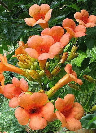Orange HUMMINGBIRD TRUMPET CREEPER Campsis Radicans Vine Flower Seeds