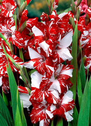 Gladiolus Flower