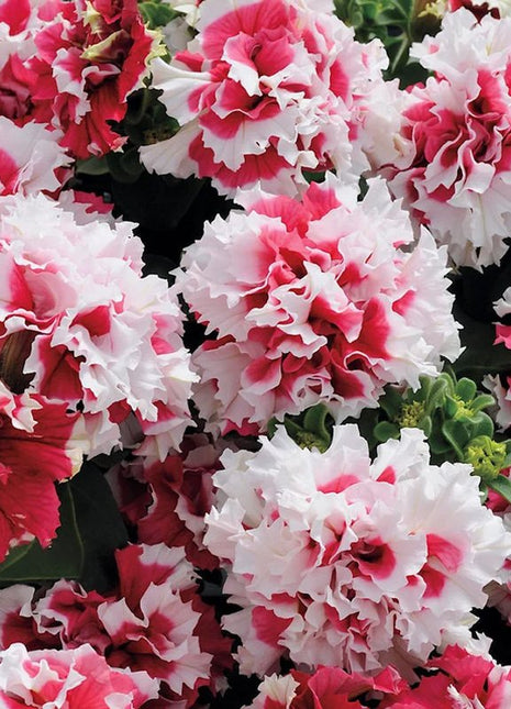 Cascade Petunia - Red Pirouette