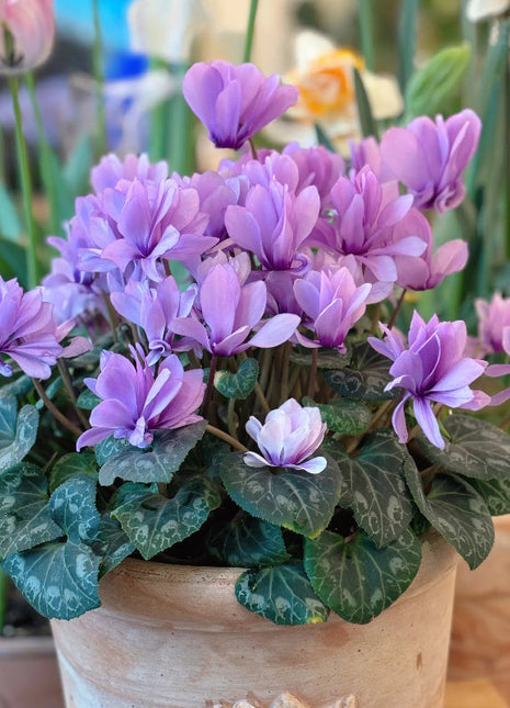 Cyclamen Flower Seeds