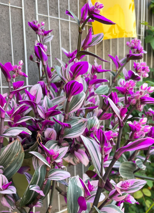 💐Oil Painting Wedding Orchid—Symbol Of Eternity