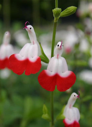 Salvia microphylla 'Hot Lips'