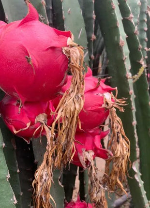 Multi-colored Dragon Fruit Seeds