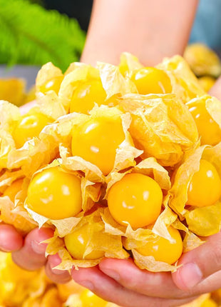 Physalis Peruviana Golden Berry Seeds Lantern Fruit Seeds