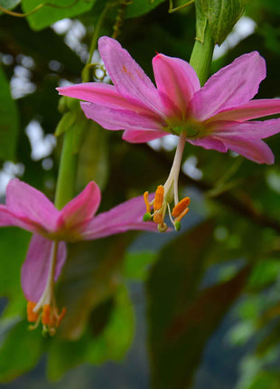 Passiflora Seeds - Banana Passion Fruit