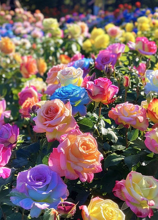Colorful Roses - Flowers of Good Luck