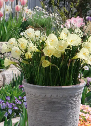 Narcissus bulbocodium Golden Bells