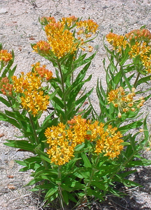 Yellow Asclepias Syriaca Flower Seeds