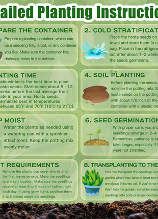 Hosta Seeds Perennial Grow Easily