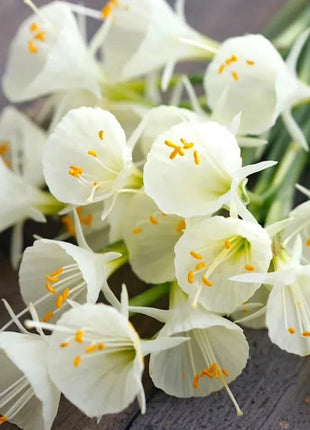 Narcissus bulbocodium Golden Bells