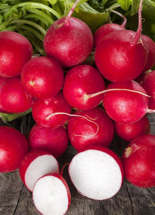 Radish Celesta F1 Organic