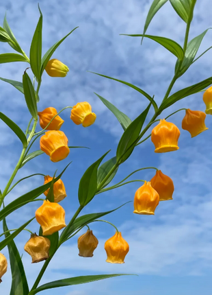 💐Lantern Lily—Christmas Wind Chimes—Christmas Bells—Home Bonsai