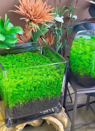 🌿Air Purifying Fish Tank Aquatic Plant Seeds