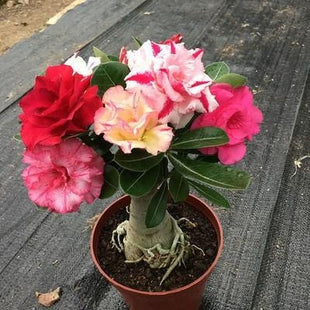 2 Pcs Rainbow Desert Rose Seeds