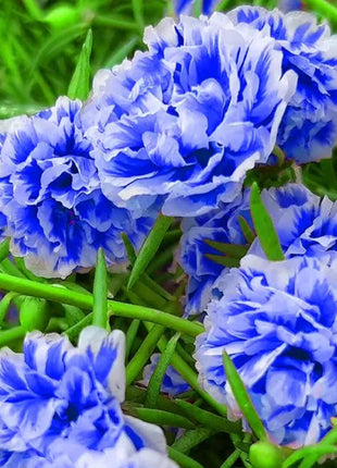 💙Muti-color Portulaca Flower Seeds