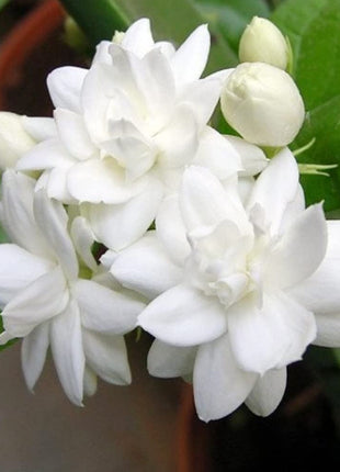 100+Climbing Jasmine Flower Seeds Fragrant Plant for Planting Garden Home Four Seasons Evergreen Silver Jasmine Garden Balcony Climbing Flower Non-GMO