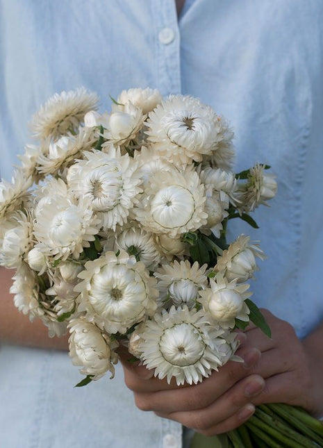 EVERLASTING STRAWFLOWER VINTAGE WHITE
